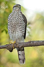 Eurasian sparrowhawk (Accipiter nisus)