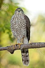 Eurasian sparrowhawk (Accipiter nisus)
