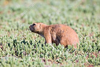 Prairie dog with an itch