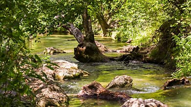 Tranquil River Flowing In Sunny Green Forest