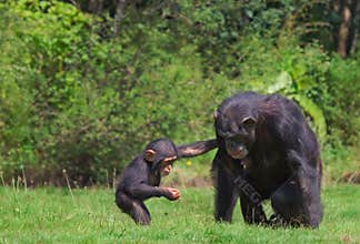 Chimpanzees