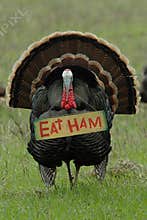 Thanksgiving Humor: 'Eat Ham' Turkey