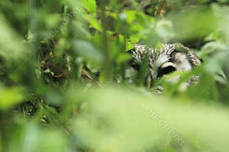 Boreal owl
