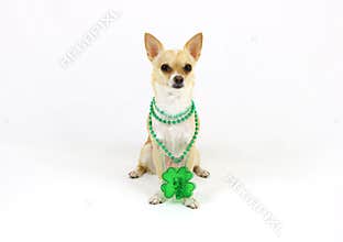 St. Patricks Day Chihuahua on a White Background