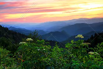 Woolyback On The Blue Ridge Parkway