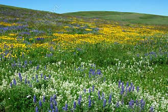 Wild flowers on alberta prairie