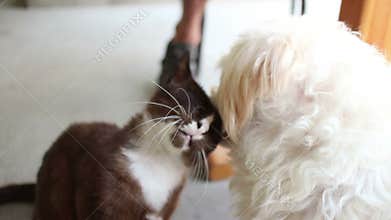 Dog and Cat Friends: Dog Licks Cat and Cat Moves Head to Get More Love