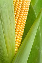 Maize cob detail
