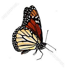 Butterfly Monarch