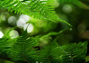 Fern frond frame