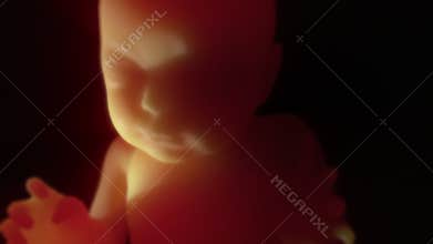 Unborn Baby in the Womb 4K 3D HD Animation