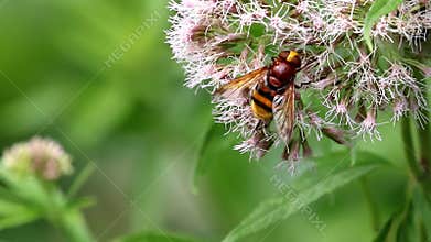 Searching Hornet mimic hoverfly upon holy rope