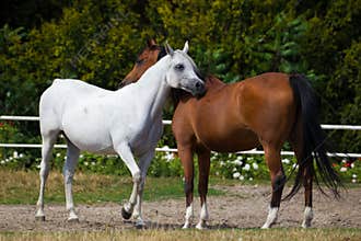 White and chesnut arabian horses