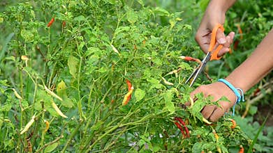 Thai women harvest chili at garden