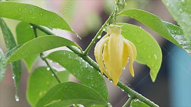 Petal of Climbing Ylang-Ylang, Manorangini, Hara-champa, Kantali champa on wooden background