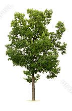 Isolated Tree