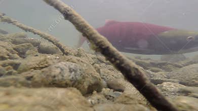 Wild Pacific Pink Salmon Spawning Clear Glacier Stream Animal Wildlife