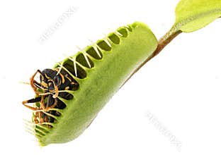 Venus flytrap - dionaea muscipula