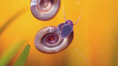 Aquatic snails eating alga in aquarium