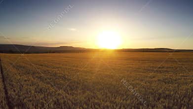 Aerial Flight over the wheat field in sunset