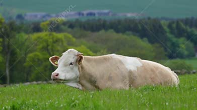 Cow eating 4K