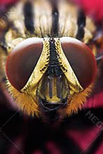 Eyes of a fly