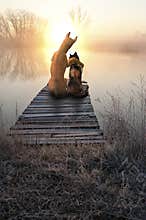 Dog Love Cat, Romantic Sunset