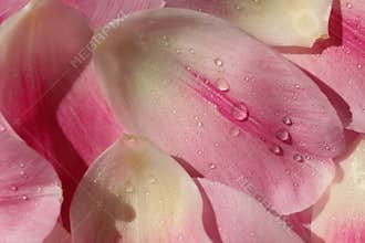 Flower Petal Background