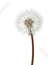 White dandelion