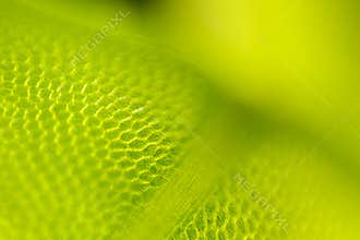 Detail of moss leaf (Plagiomnium affine)