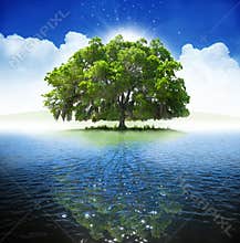 Oak tree