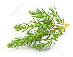 Juniper isolated