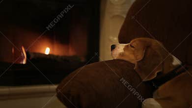 Relaxing beagle dog in the armchair near cute fireplace
