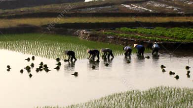Farmers grown rice in the field. Rice cultivation is a long tradition of people in rural Vietnam