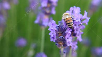 Bee on lavender flower