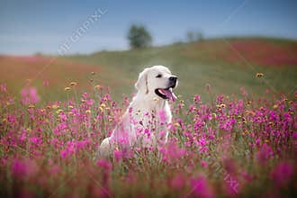 Dog Golden Retriever in flowers