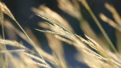 Grass swaying in the breeze.
