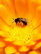 Bee in Flower