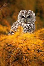 Portrait of small Boreal owl in the orange larch tree in central Europe