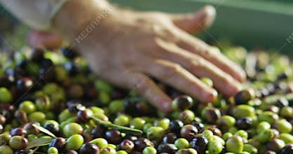 Chef touch olives