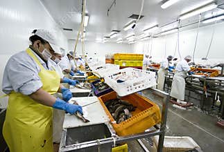 Fish processing factory