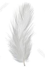 Feather
