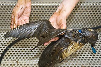 Cleaning an oil bird
