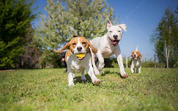 Group of dogs running