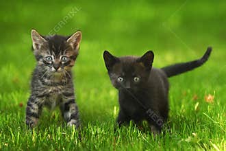Two little kittens.