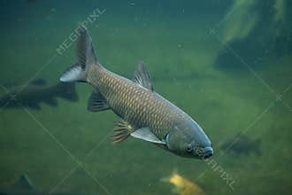 Grass carp (Ctenopharyngodon idella).