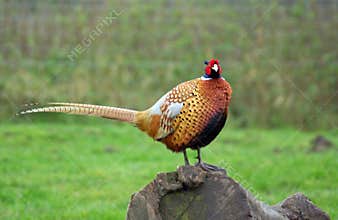 Male Pheasant