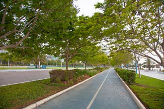 Summer Country Road Covered by Trees and bushes.