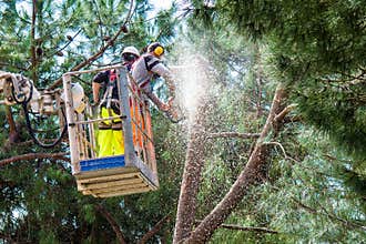 Professional Lumberjacks cuts trunks on the crane
