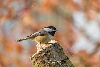 Carolina Chickadee on a perch in spring